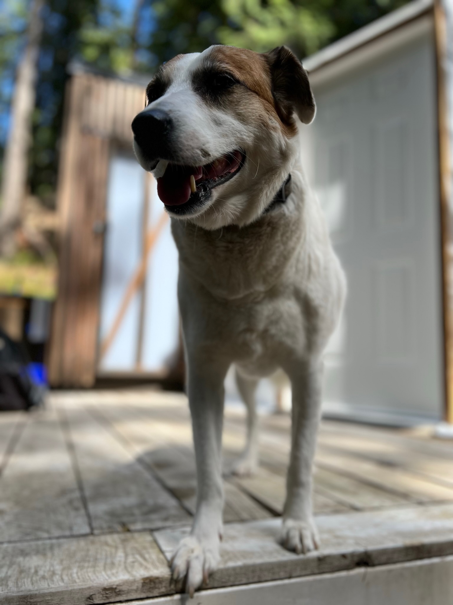 Dog-Friendly Glamping on the Sunshine Coast