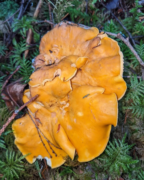 PXL_20241002_185325059